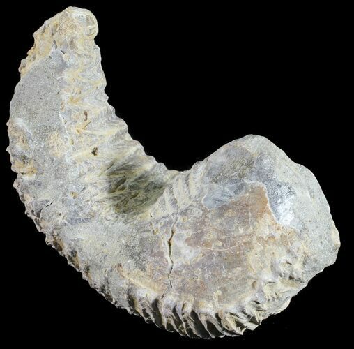 Cretaceous Fossil Oyster (Rastellum) - Madagascar #54430